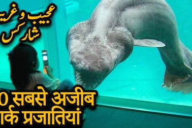 10 loài cá mập siêu hiếm