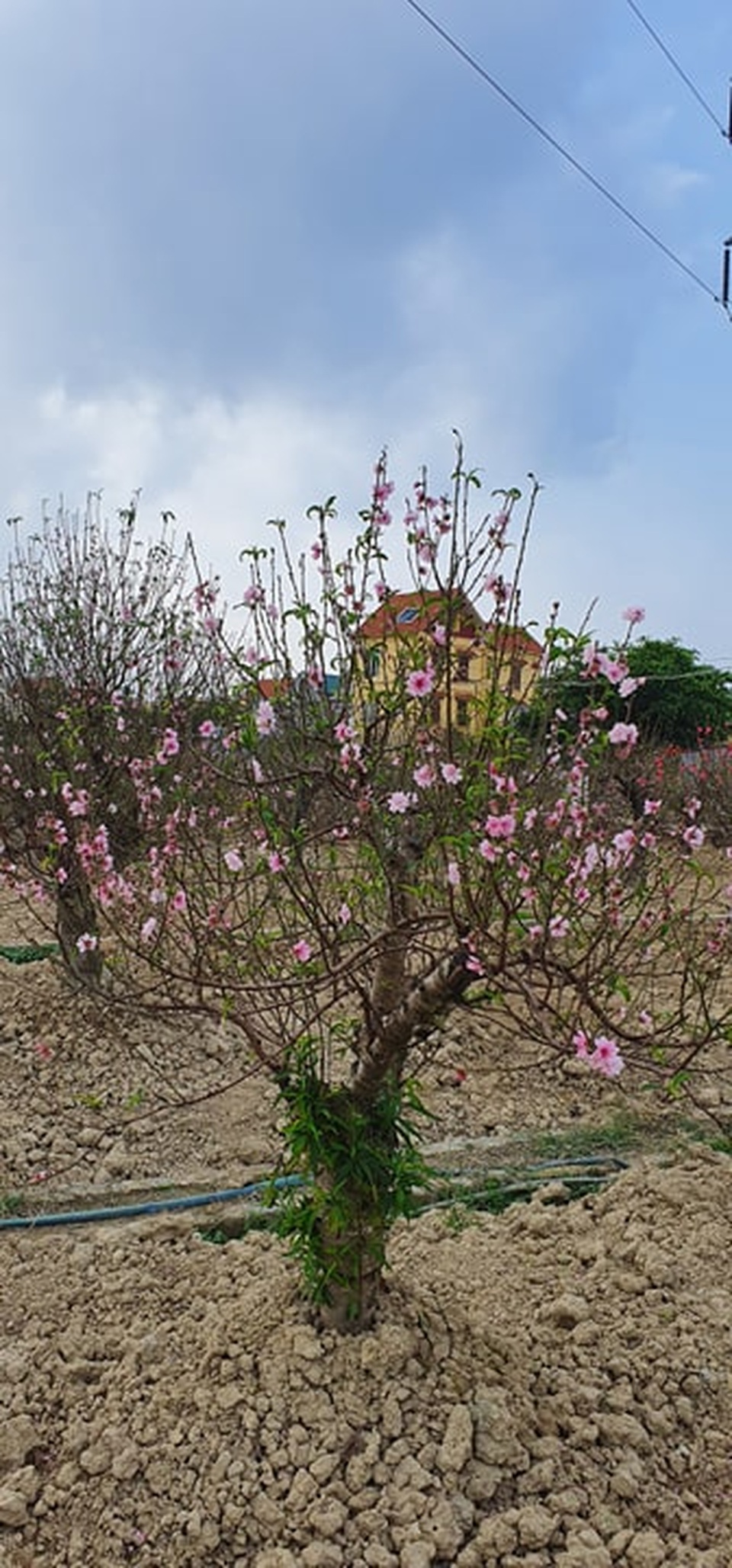 Đào thi nhau bung nở, người trồng hoa lo “mất tết” - 3 Đào thi nhau bung nở, người trồng hoa lo “mất tết” - 3