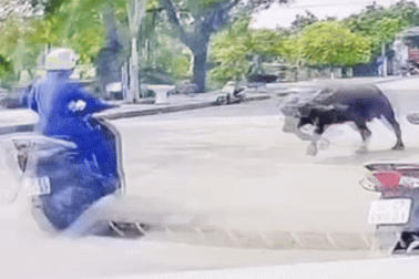 Trâu xổng chuồng húc người đi xe máy gãy xương vai