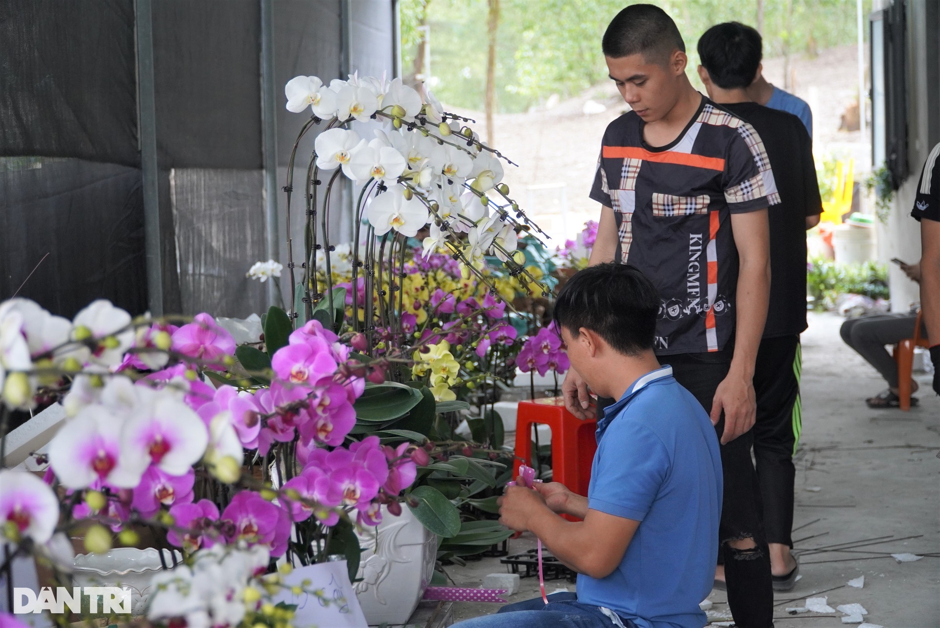 Thu 8 tỷ đồng dịp Tết sau cú liều trồng hoa cao cấp trên đất khắc nghiệt - 11 Thu 8 tỷ đồng dịp Tết sau cú liều trồng hoa cao cấp trên đất khắc nghiệt - 11