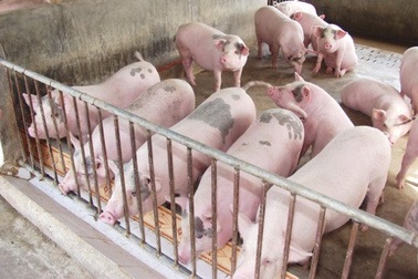 Bộ trưởng Bộ Nông nghiệp: Thịt lợn đang bị khủng hoảng thừa nghiêm trọng