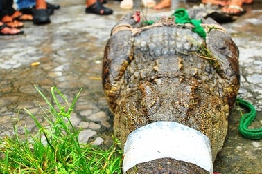 Hàng trăm cá sấu sổng chuồng, bao vây khu dân cư, trường học