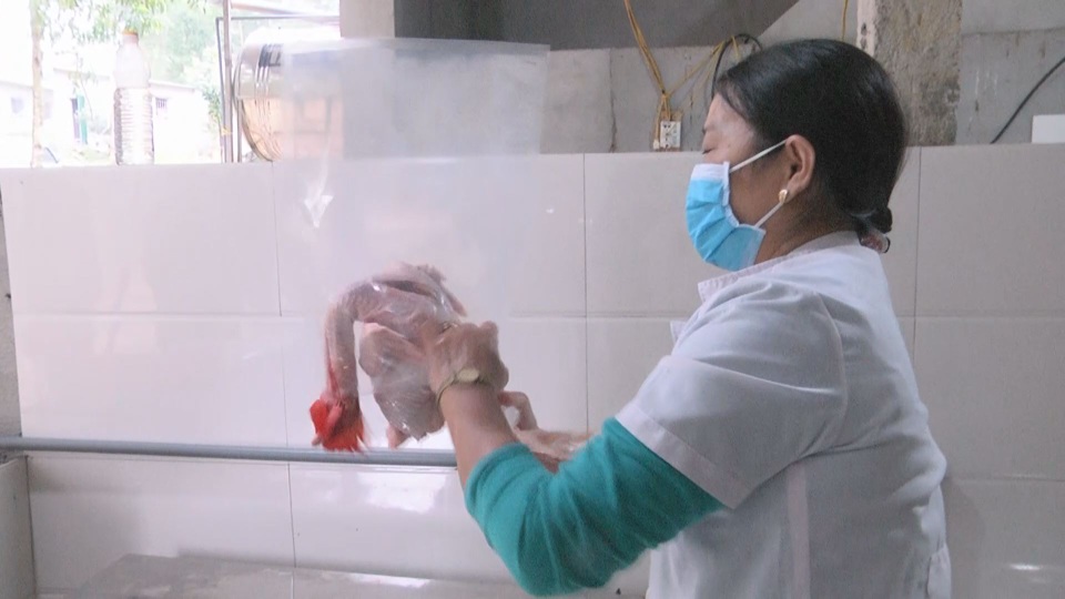 Mô hình chăn nuôi gà cho thu nhập cao ở huyện nghèo - 9 Mô hình chăn nuôi gà cho thu nhập cao ở huyện nghèo - 9