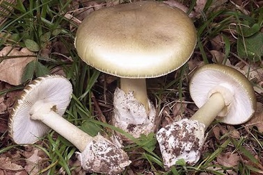 Cần cảnh giác với các loài nấm độc gây chết người