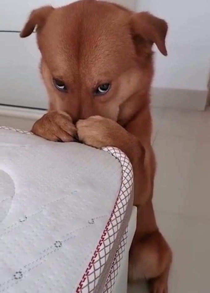 Gặm mất một góc cây xương rồng, chú chó sợ bị phạt nên làm mặt nũng nịu khiến chủ bó tay - Ảnh 4. Gặm mất một góc cây xương rồng, chú chó sợ bị phạt nên làm mặt nũng nịu khiến chủ bó tay - Ảnh 4.
