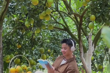 Vườn cam rốn lồi ngọt đậm hút khách ở Mộc Châu, chủ vườn thu về tiền tỷ