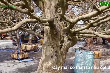 Cây mai vàng thân to như ''cột đình''