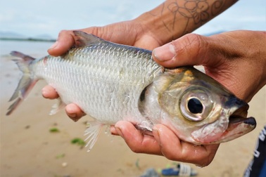Sau bão, người dân Đà Nẵng ra biển bắt cá... nước ngọt, kiếm bộn