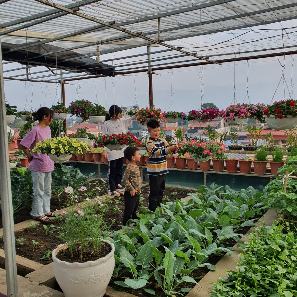 Gia đình Yên Bái bê ruộng rau, mương nước và trại gà 30 con lên nóc nhà - 9 Gia đình Yên Bái bê ruộng rau, mương nước và trại gà 30 con lên nóc nhà - 9