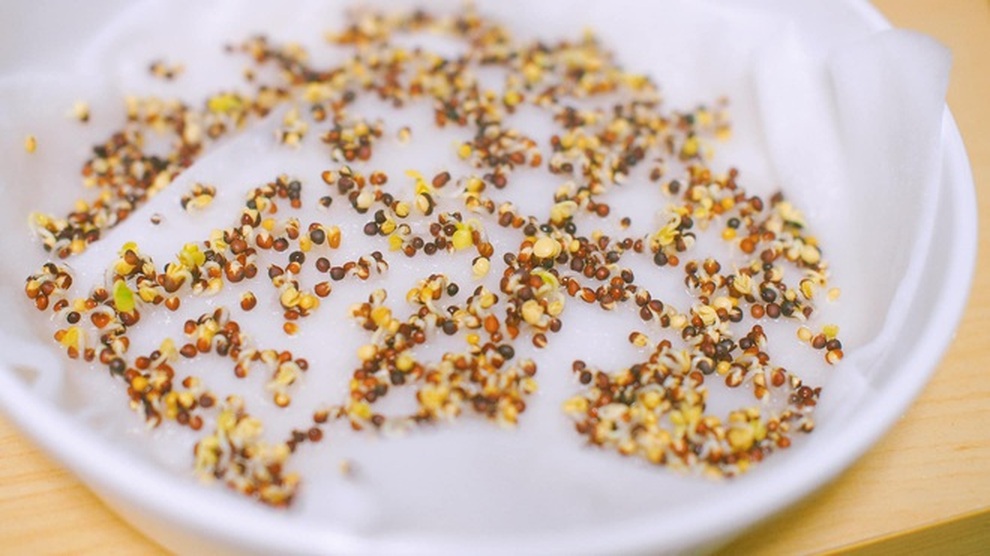Giá rau tăng chóng mặt, thử trồng rau mầm cho thu hoạch chỉ trong 5 ngày - 2 Giá rau tăng chóng mặt, thử trồng rau mầm cho thu hoạch chỉ trong 5 ngày - 2