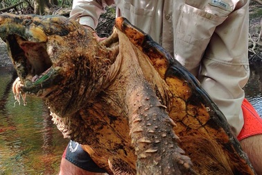 Bắt được loài rùa có bề ngoài kì dị như “khủng long thời tiền sử”