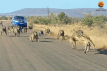 Màn hỗn chiến giữa báo gê-pa và 50 con khỉ đầu chó