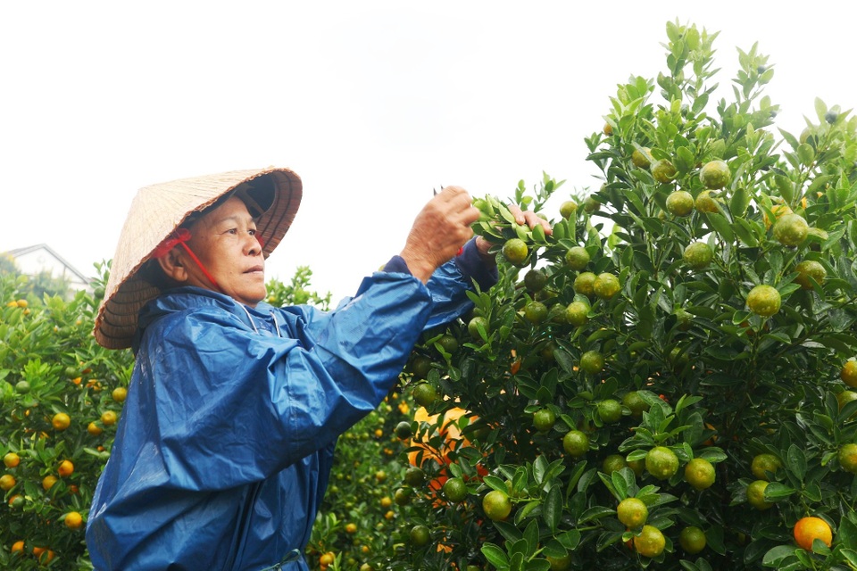 Thủ phủ quất cảnh miền Trung phấn khởi chờ mùa Tết bội thu - 7 Thủ phủ quất cảnh miền Trung phấn khởi chờ mùa Tết bội thu - 7