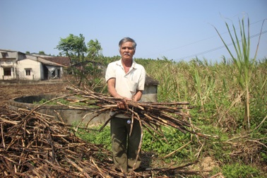 Quảng Ngãi: Mía "chết" giữa đồng, nông dân đứng trước nguy cơ thất thu