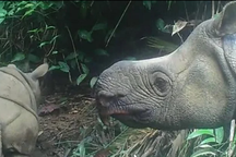 Tê giác Java cực hiếm bất ngờ chào đời ở Indonesia