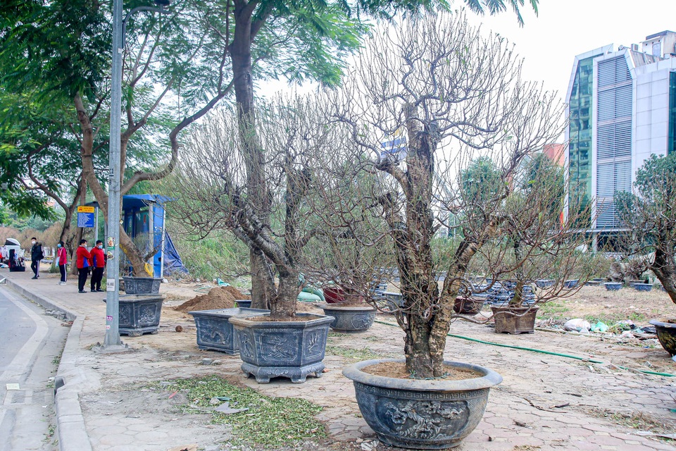 Ngắm những gốc đào cổ thụ giá hàng chục triệu xuống phố đón Tết - 3 Ngắm những gốc đào cổ thụ giá hàng chục triệu xuống phố đón Tết - 3