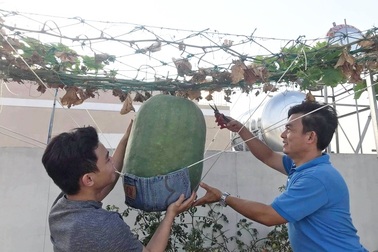 Vườn sân thượng rau trái lạ có kích thước "khổng lồ" của ông bố Sài Gòn