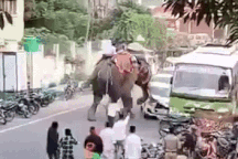 Voi "nổi điên" ở lễ hội, giẫm nát ô tô khiến nhiều người hoảng loạn