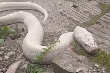 Sự thật "bạch xà" khổng lồ trắng muốt xuất hiện ở đền thờ Mẫu thượng ngàn