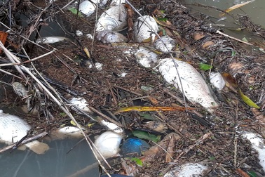 Cá chết la liệt, vịt ăn phải cũng... chết theo