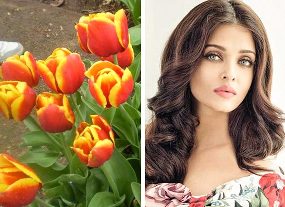 Hoa tulip mang tên Hoa hậu đẹp nhất mọi thời đại - 2