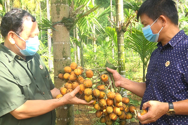 Trồng loại cây bán từ mo đến quả, thu tiền tỷ mỗi vụ