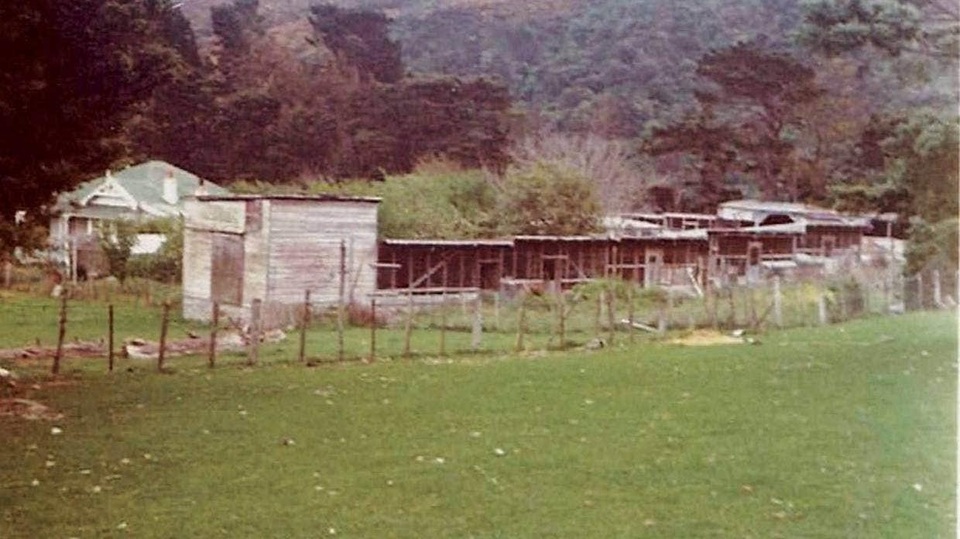 Biến chỗ nuôi gà cũ nát thành thiên đường xanh mát hút các loài chim - 2