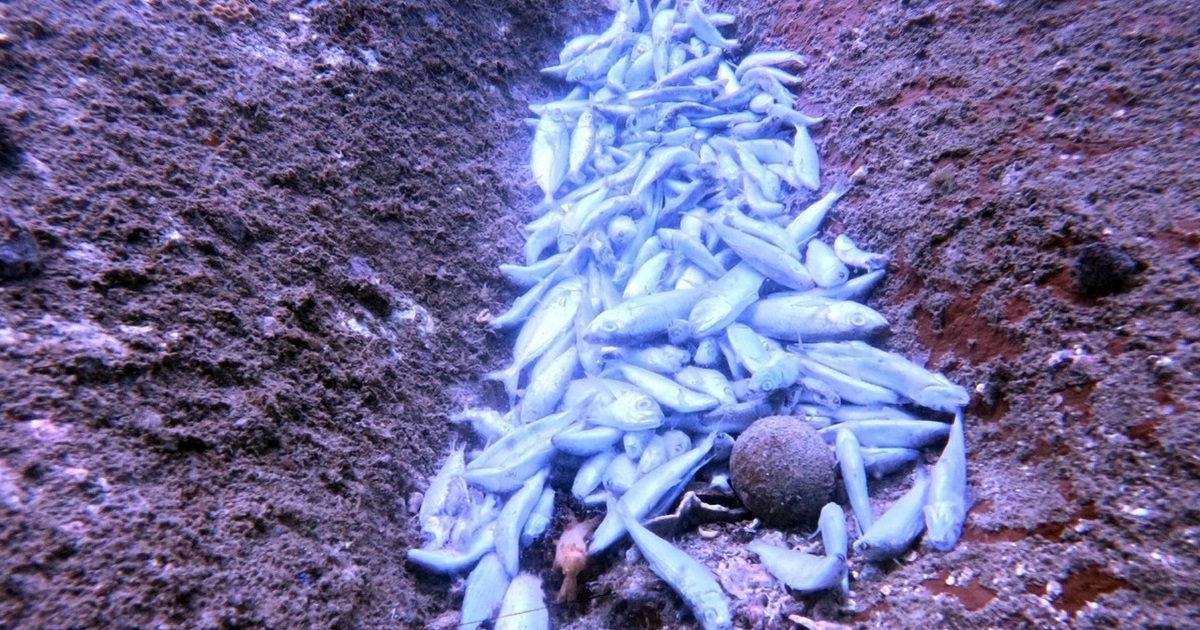 Kết quả kiểm tra vụ cá chết trắng dưới đáy biển tỉnh Khánh Hòa