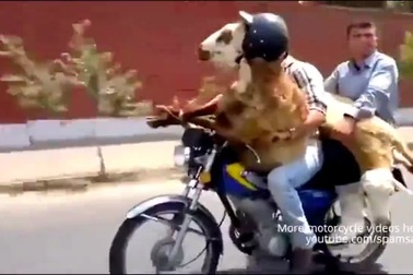 Khi cái đầu con lừa quan trọng hơn…