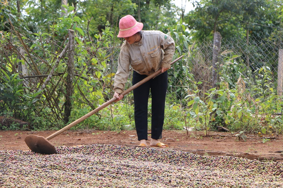 Chi cả chục triệu đồng/vụ, nhiều chủ vườn vẫn thiếu lao động hái cà phê - 4 Chi cả chục triệu đồng/vụ, nhiều chủ vườn vẫn thiếu lao động hái cà phê - 4