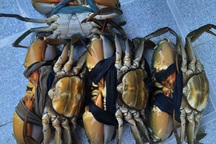 Cua Năm Căn cùng lẩu mắm U Minh vào top 100 món ăn đặc sản Việt Nam.