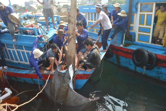 Một trong hai con cá nạng được đưa lên bờ.