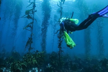 Sóng nhiệt đại dương đang trở nên phổ biến và kéo dài lâu hơn