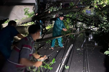 Cây đổ, trụ điện gãy đôi trong cơn mưa dông ở Bình Dương