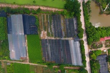 Về thủ phủ trồng hoa gần Hà Nội, người dân lái xe sang đi thăm vườn