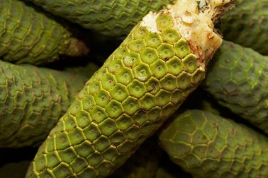 Kỳ lạ loại quả giống chuối, vị giống mít, dứa, ổi