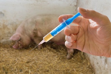Đề xuất Thủ tướng cho phép nhập khẩu vaccine phòng bệnh lở mồm long móng