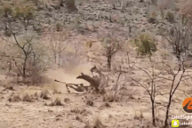 Cảm động trước tình mẫu tử của hươu cao cổ mẹ trước bầy sư tử háu đói