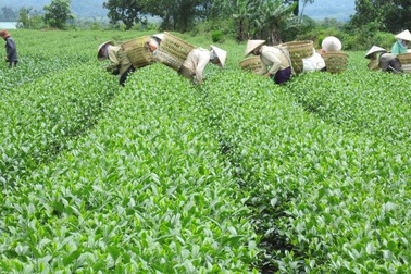 Tôn vinh trà Bảo Lộc tại Festival hoa Đà Lạt