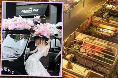 Nhiều cặp đôi sinh năm Hợi đổ xô tới trang trại để... tổ chức đám cưới