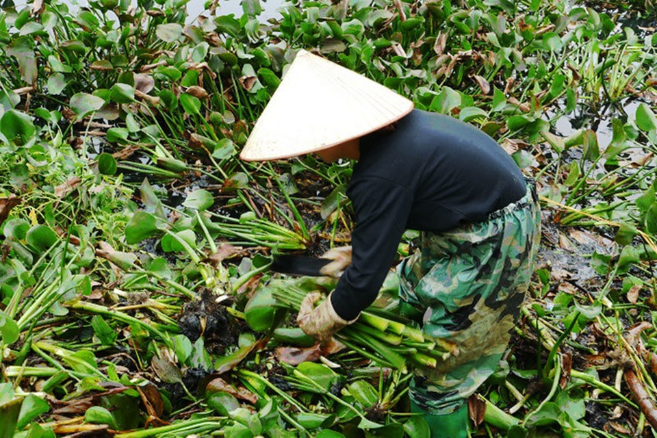 Người phụ nữ cặm cụi dưới ao bèo chiều cuối năm - 4 Người phụ nữ cặm cụi dưới ao bèo chiều cuối năm - 4