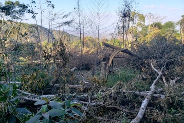 10 năm, hơn 22.000 ha rừng tại 4 lâm trường bị tàn phá