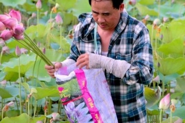 Hết mùa hoa sen, hái đài sen vẫn thu được tiền triệu/ngày