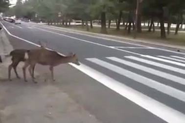 Những chú nai biết chờ đèn đỏ để qua đường