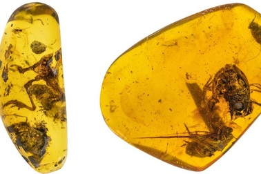 Phát hiện ếch bị mắc kẹt trong hổ phách 99 triệu năm