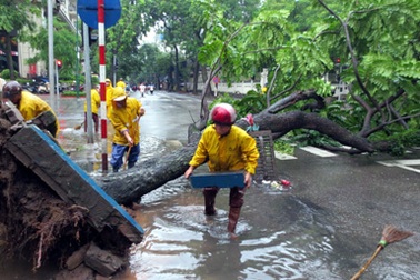 Vì sao cây xanh trên phố Hà Nội dễ “ngã gục” khi mưa giông?