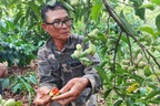 Từ loại quả hơn 2 triệu đồng/kg đến cảnh người dân chặt cây bán củi