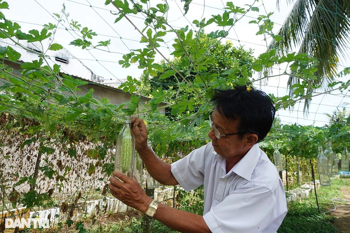 Lão nông cho khổ qua lớn trong chai, đổ thêm rượu thành đặc sản - 5