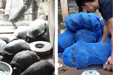 Bắt giữ xe tải chở động vật hoang dã với số lượng lớn