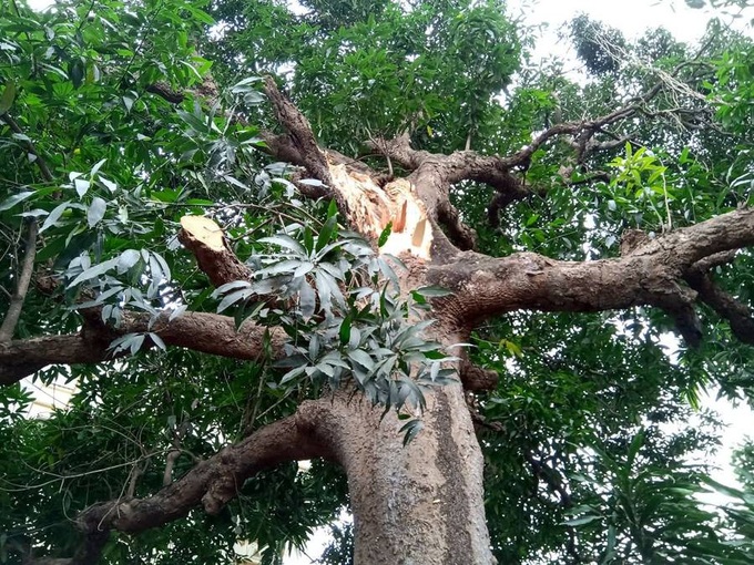 Hà Nội: Cây cổ thụ bất ngờ đổ sập xuống quán ăn, người dân hoảng loạn núp dưới gầm bàn cầu cứu - Ảnh 3. Hà Nội: Cây cổ thụ bất ngờ đổ sập xuống quán ăn, người dân hoảng loạn núp dưới gầm bàn cầu cứu - Ảnh 3.